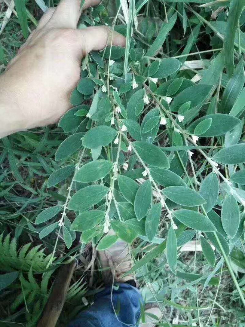 白花地棉根白花地棉根
