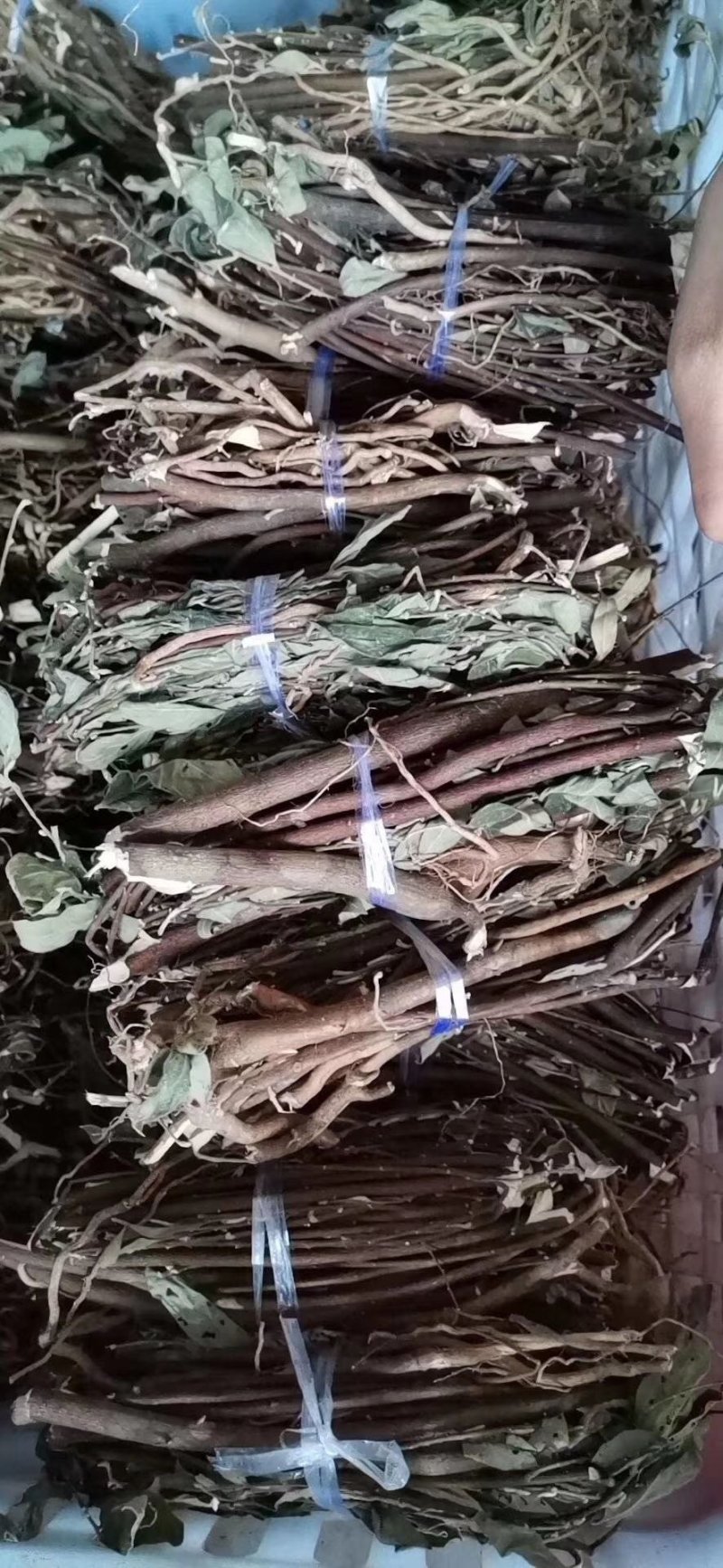 白花地棉根白花地棉根
