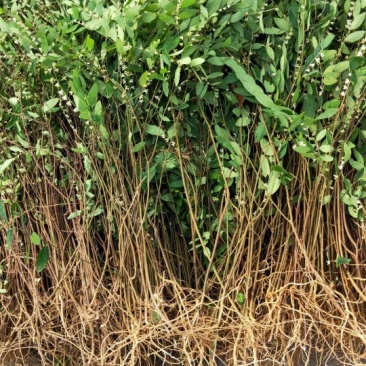 白花地棉根白花地棉根