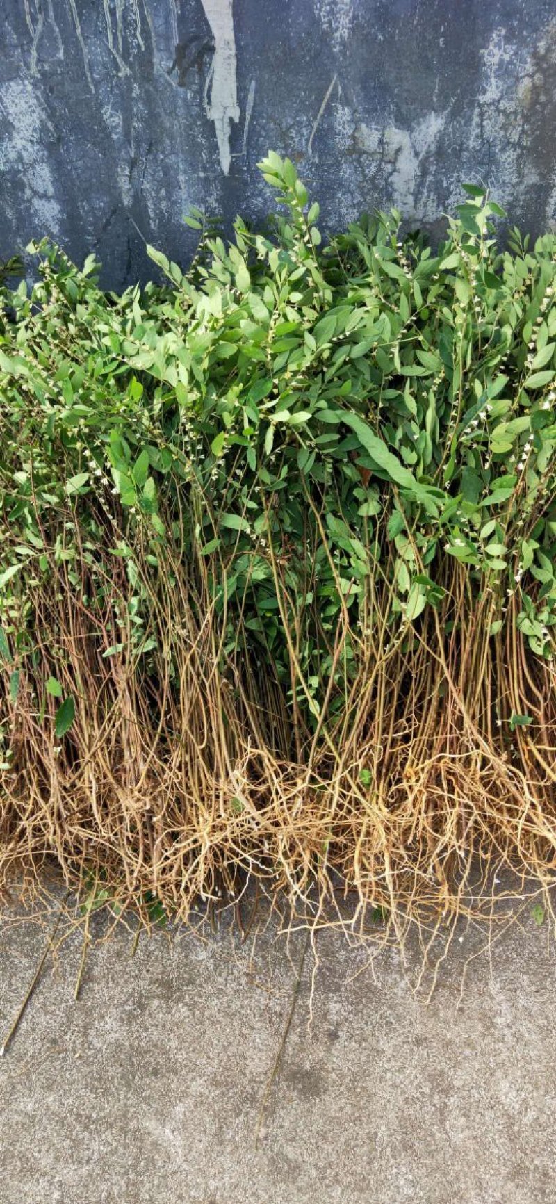 白花地棉根白花地棉根
