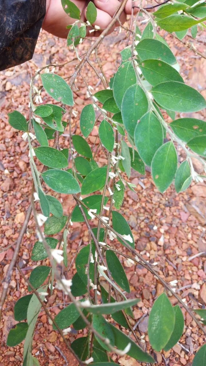 白花地棉根白花地棉根