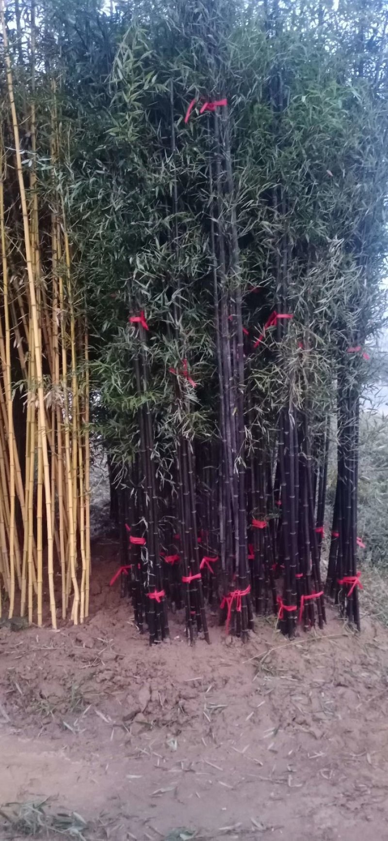 紫竹，工程绿化，美观绿篱竹子