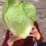河南精品瓜果蔬菜种植基地优质青杂三号大白菜开始大量上市。