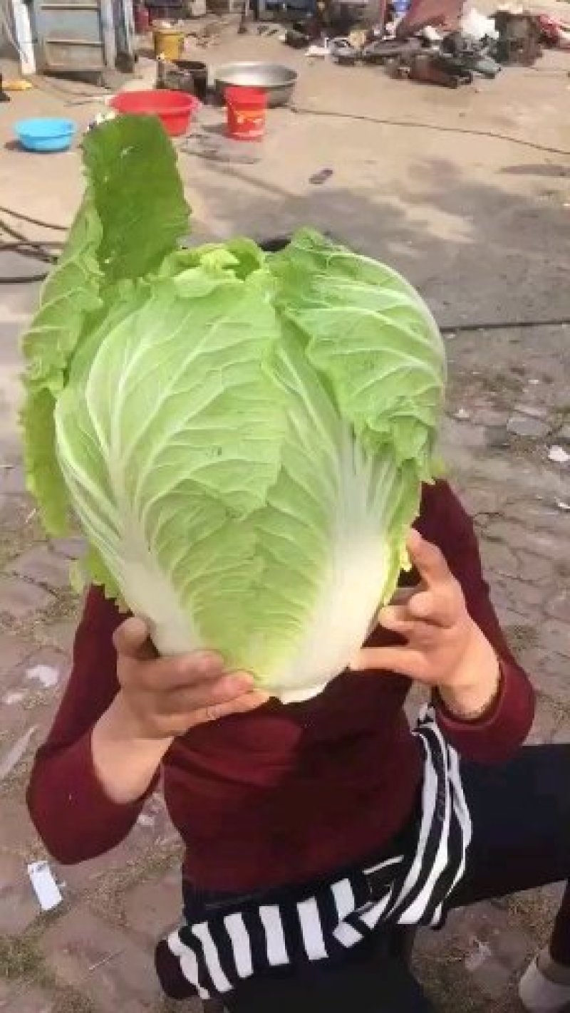 河南精品瓜果蔬菜种植基地优质青杂三号大白菜开始大量上市。
