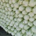 河南精品瓜果蔬菜种植基地优质青杂三号大白菜开始大量上市。