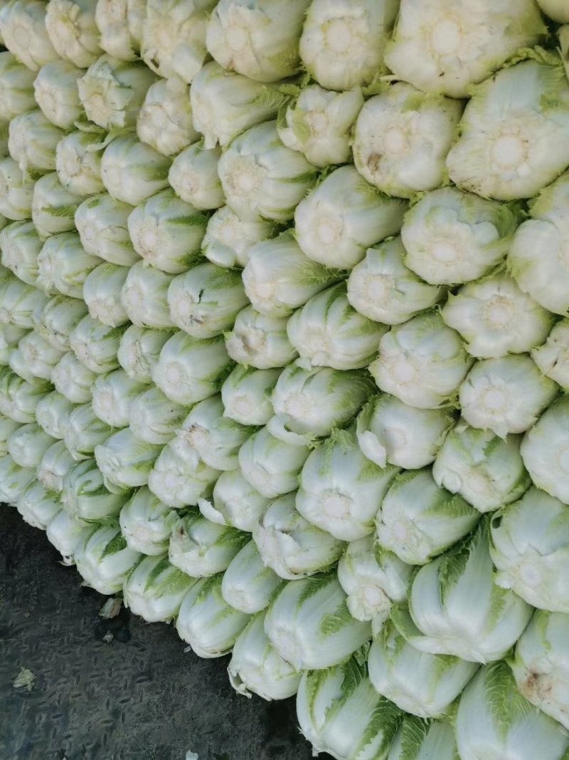 河南精品瓜果蔬菜种植基地优质青杂三号大白菜开始大量上市。