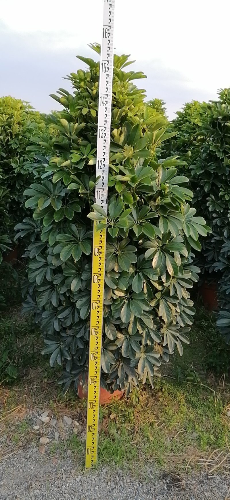 鸭脚木非洲茉莉榕树基地直销图片全部现货，货靓价优