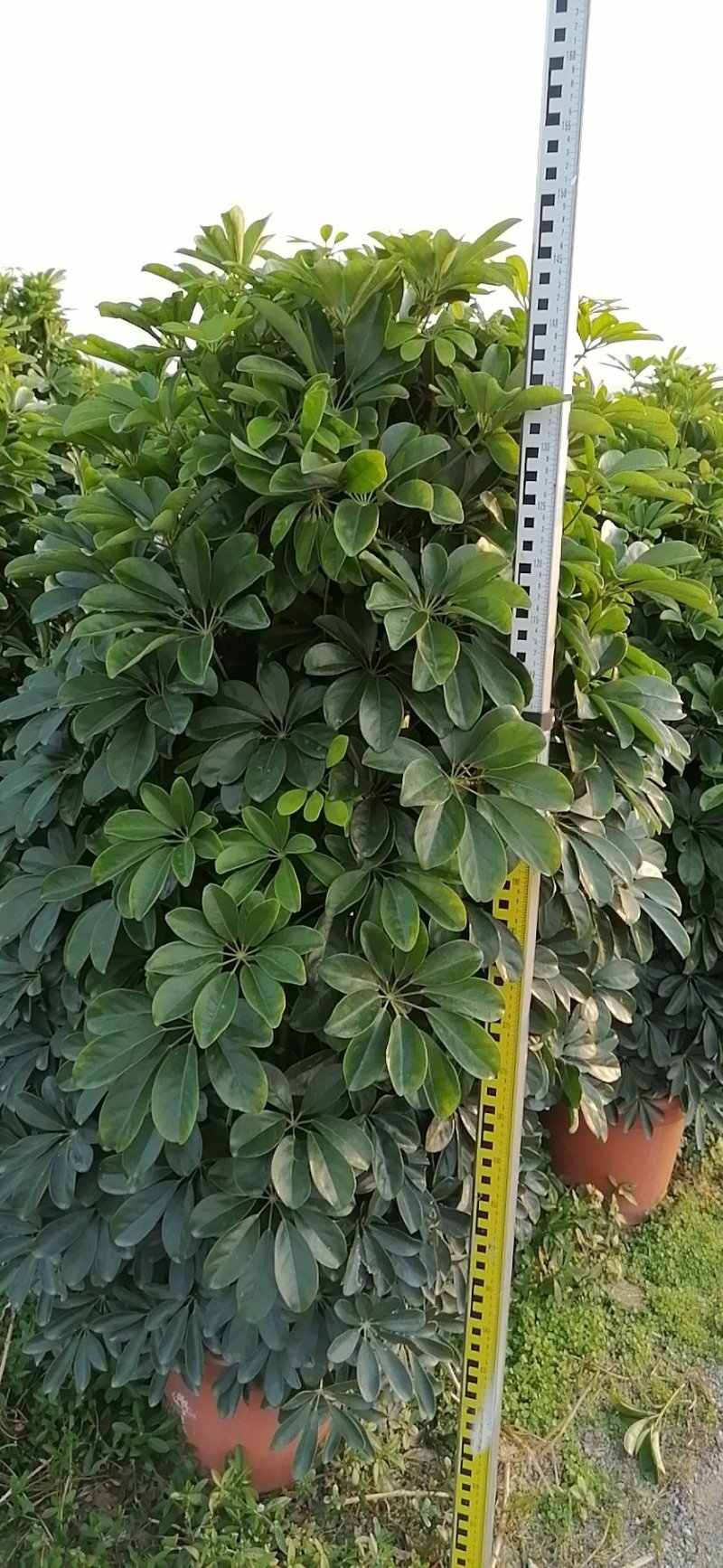 鸭脚木非洲茉莉榕树基地直销图片全部现货，货靓价优