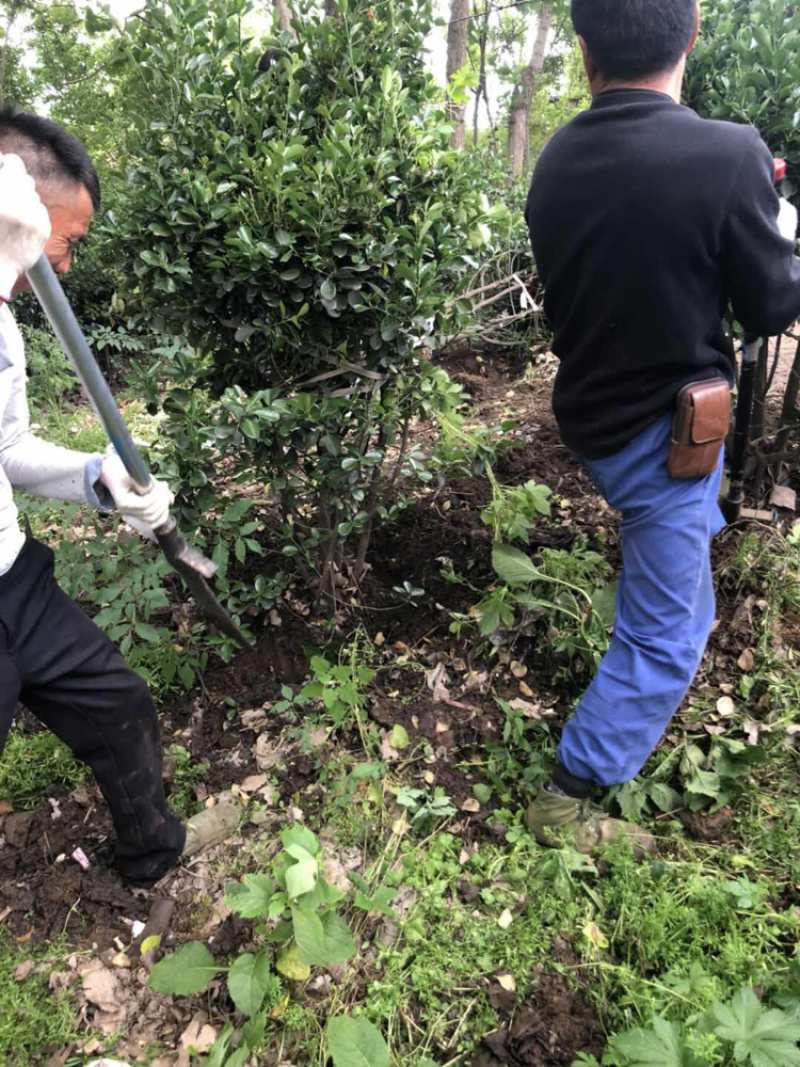 精品冬青球规格齐全冠幅大需要联系