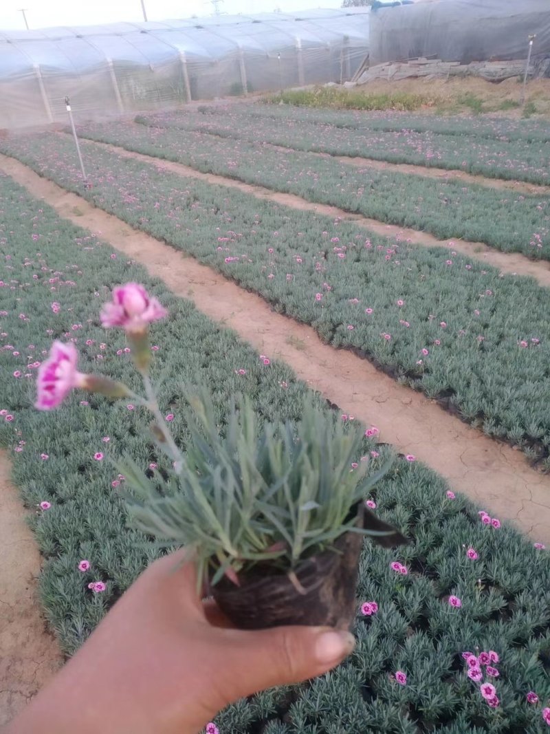 彩虹石竹（本苗圃货源，欢迎新老客户致电。）