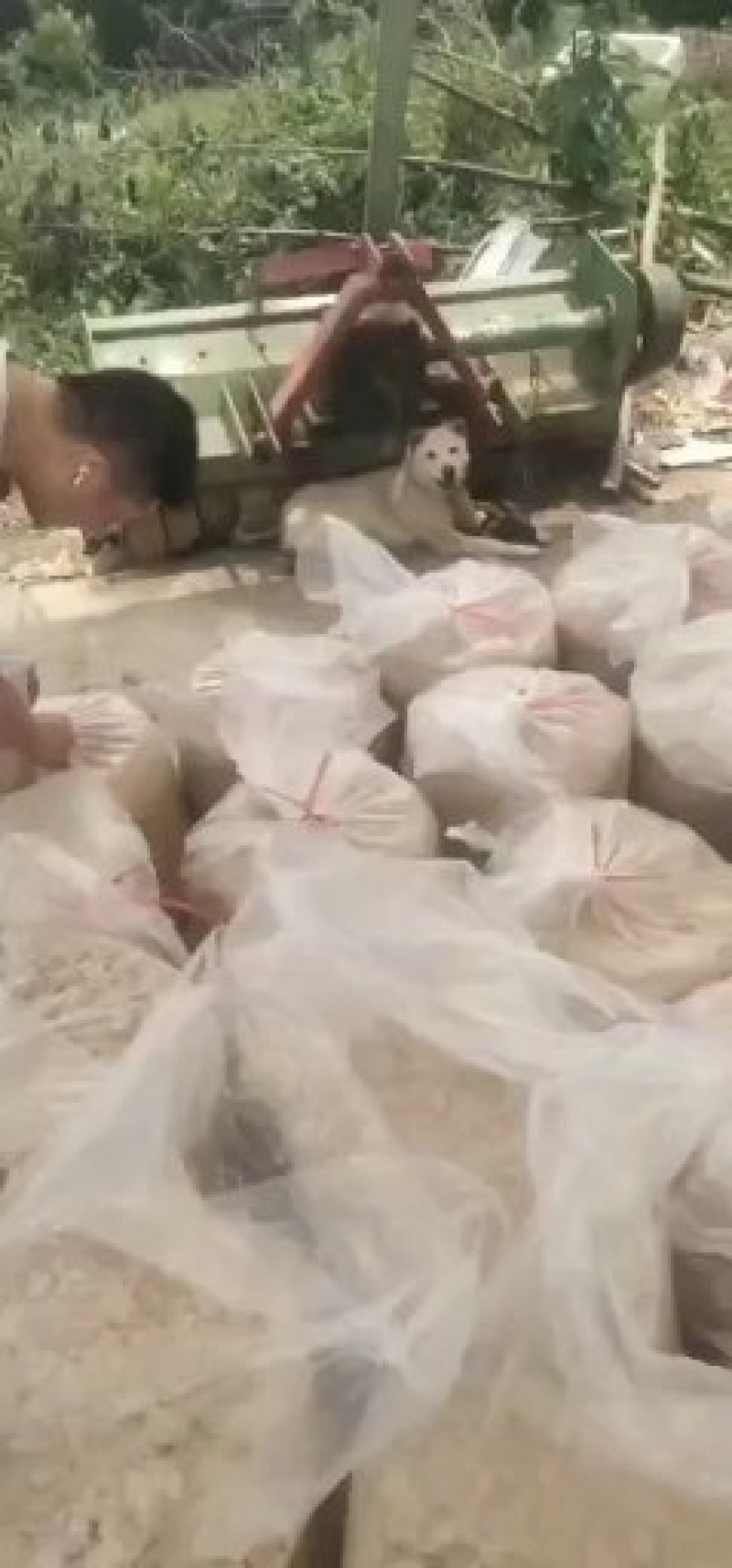 《教你怎么用发酵豆渣喂动物》