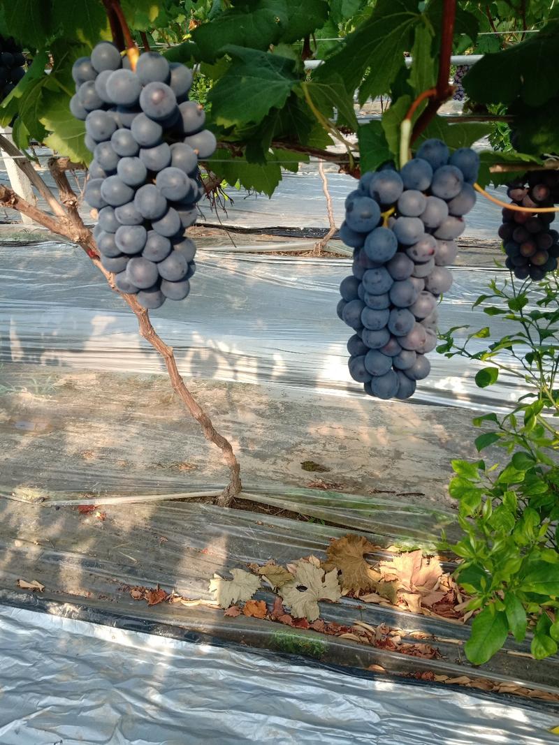 浙江夏黑葡萄大量上市产地直供质量有保证全国发货