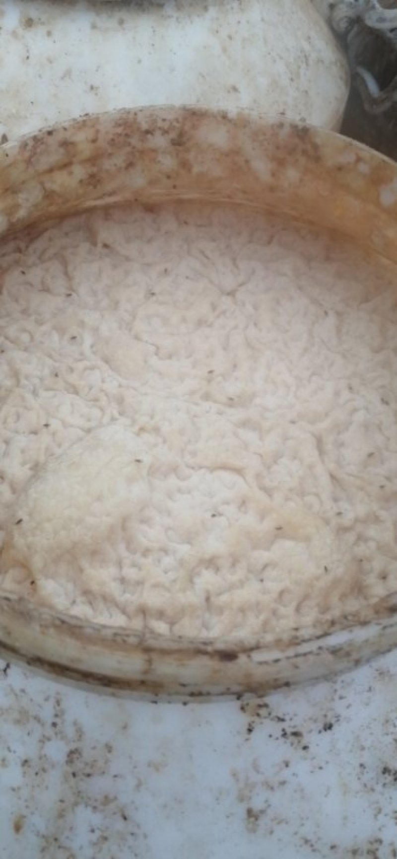养殖猪牛羊鸡鸭鹅的豆渣，可降成本30%，发酵之后更好！