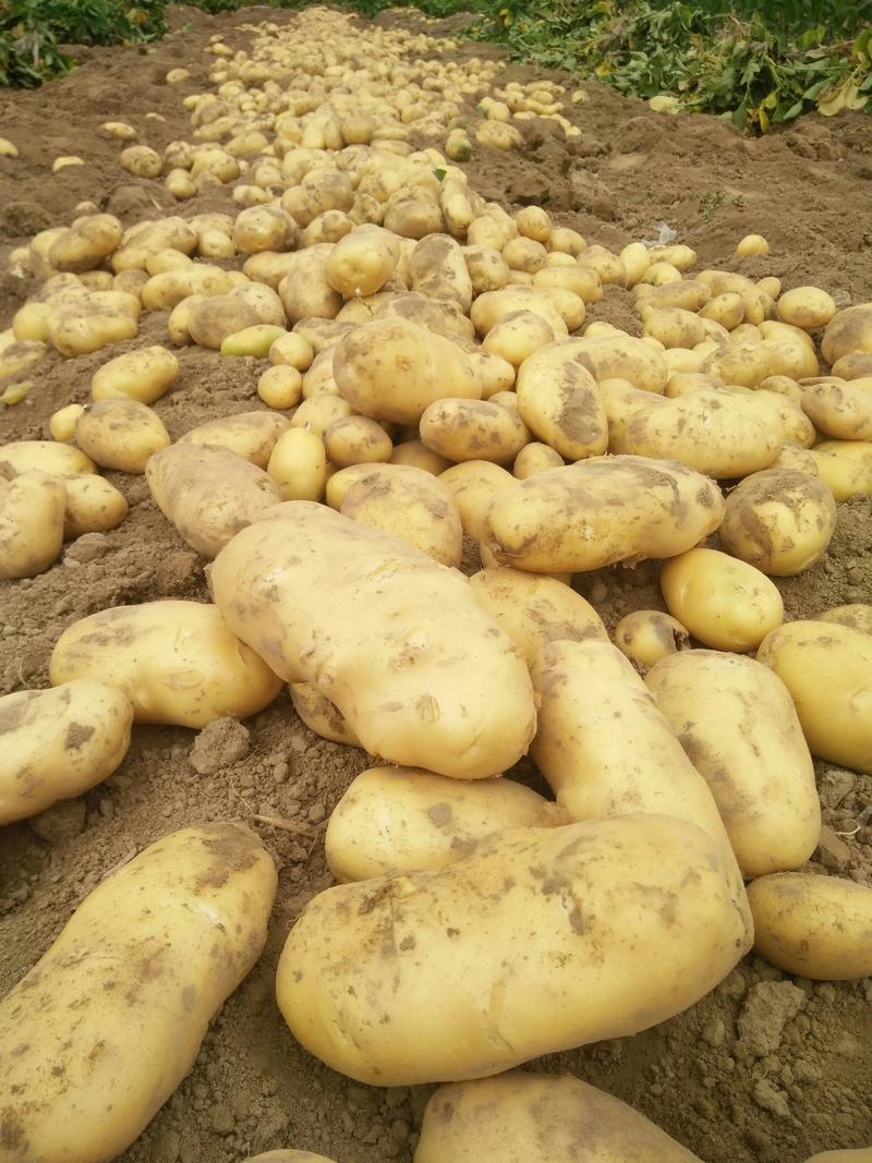 大棚土豆露天土豆大面积种植个头大颜色亮口感也好薯型漂亮