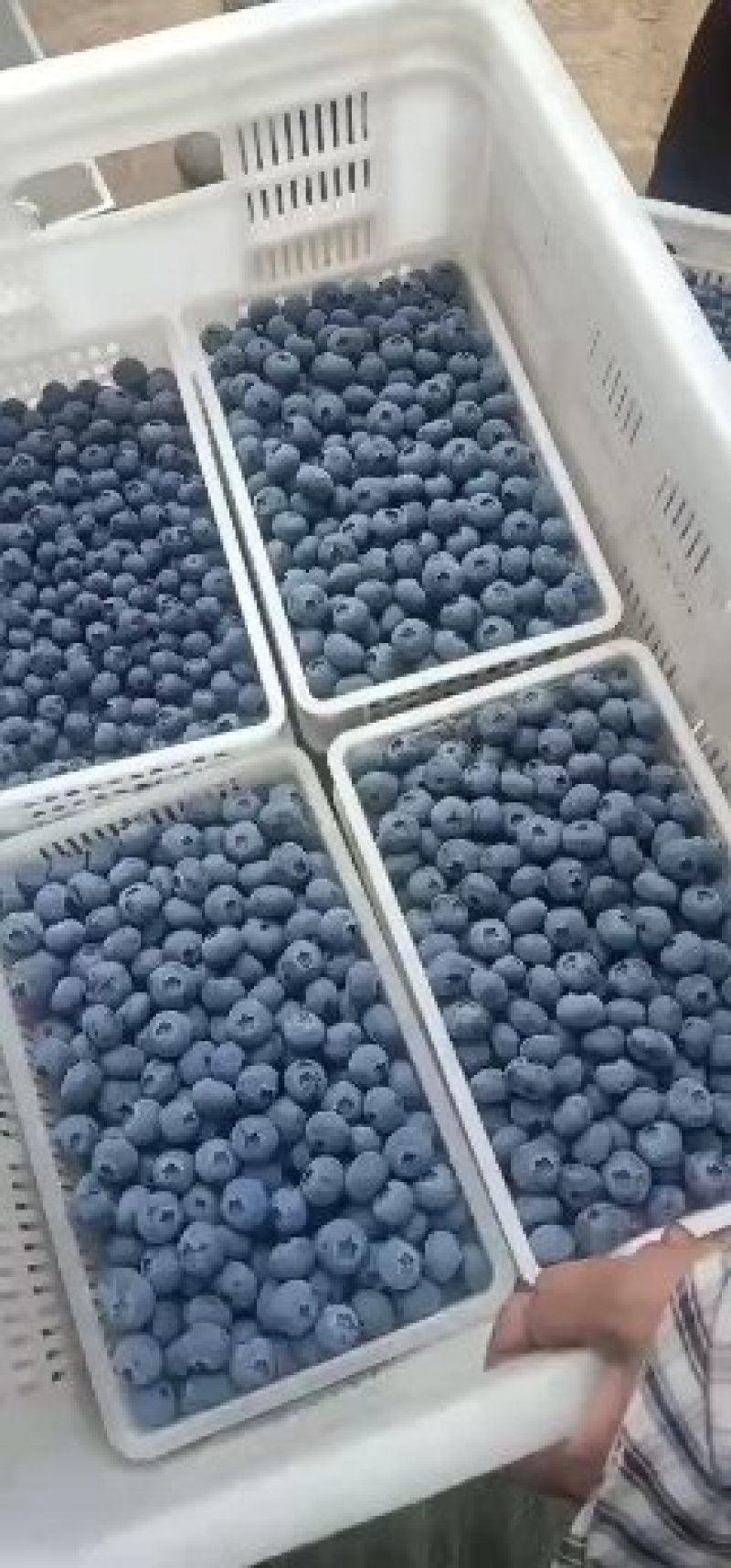 蓝莓