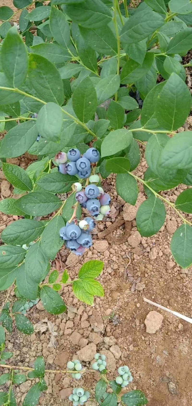 蓝莓