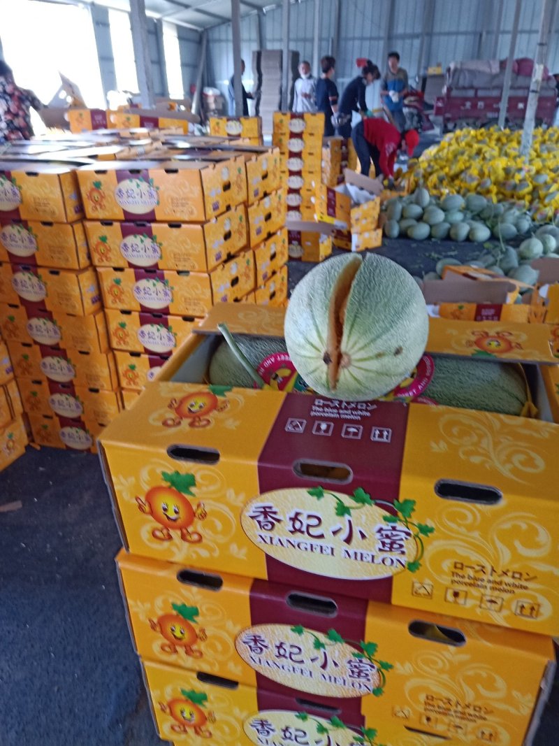 小密25哈蜜瓜山东种植产地个头大皮白糖度高量大看棚定货
