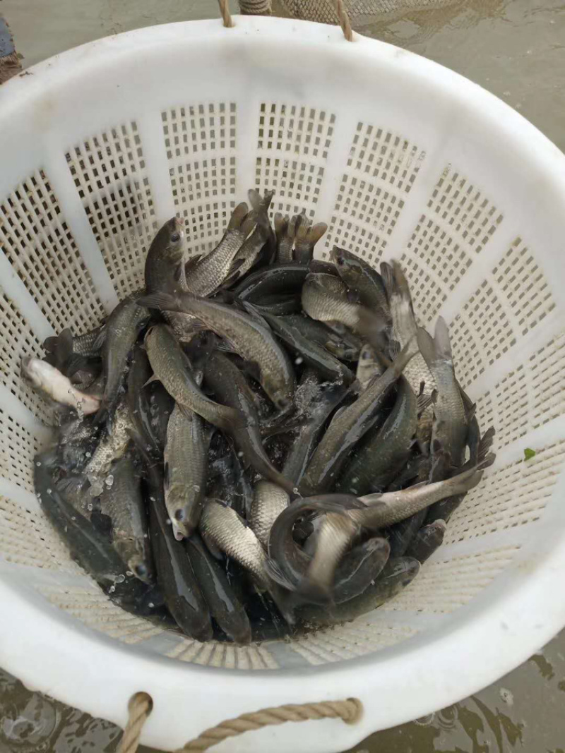 【黄河草鱼】草鲩鱼苗包疫苗抗病能力强耐运输长年供
