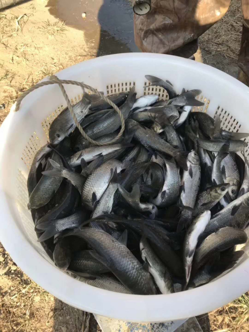 【黄河草鱼】草鲩鱼苗包疫苗抗病能力强耐运输长年供