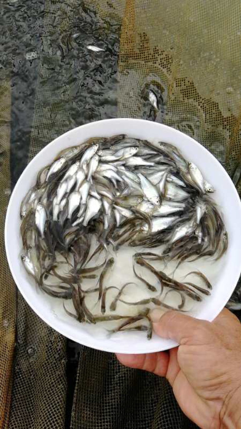 （鱼苗）纯正武昌鱼苗三角坊，生长速度快，八个月可以上市