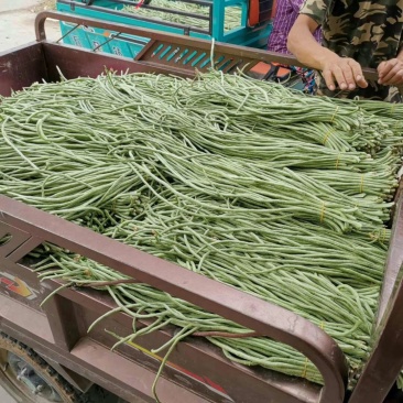长豆角