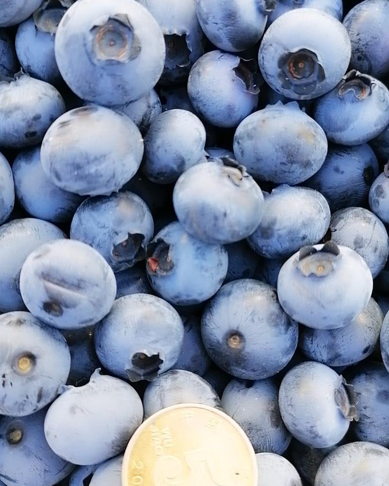 蓝莓，