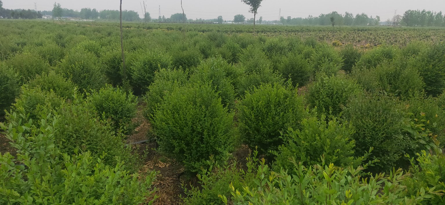 大叶女贞苗圃机械化起苗作业现场