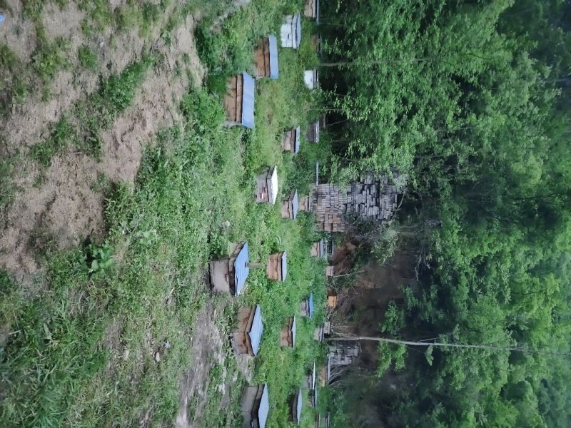 土蜂蜜