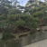 中华文母桩盆景
