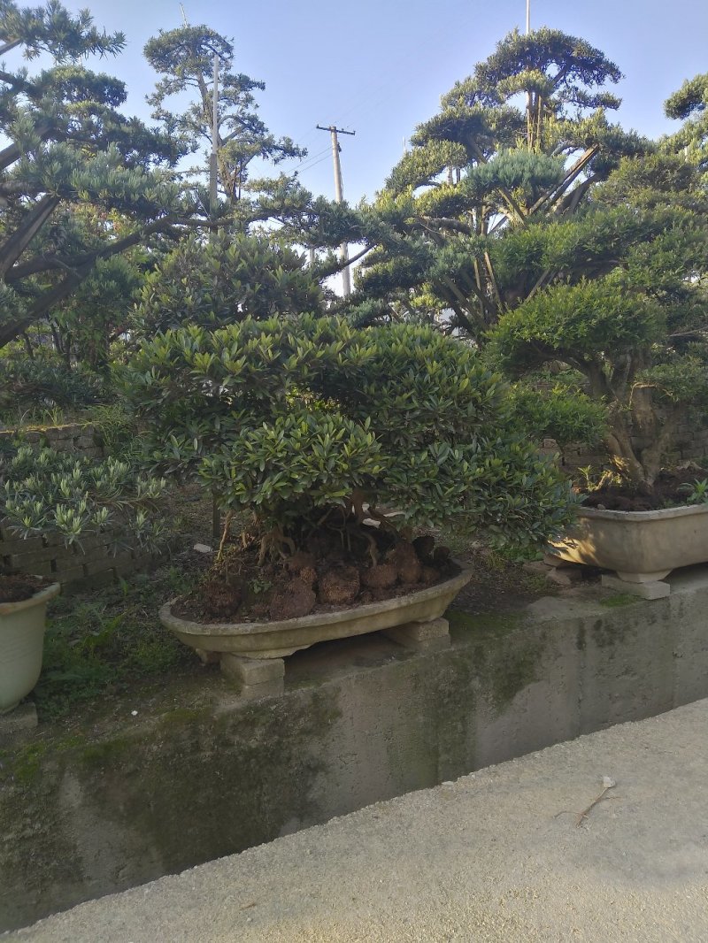 中华文母桩盆景
