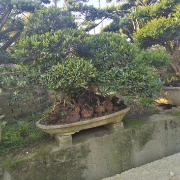 中华文母桩盆景