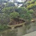 中华文母桩盆景