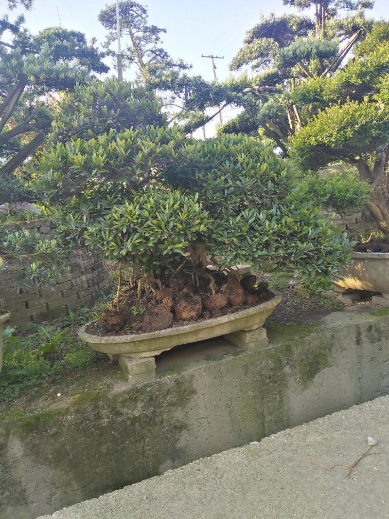 中华文母桩盆景