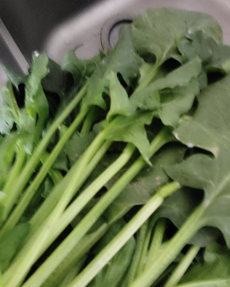 波菜