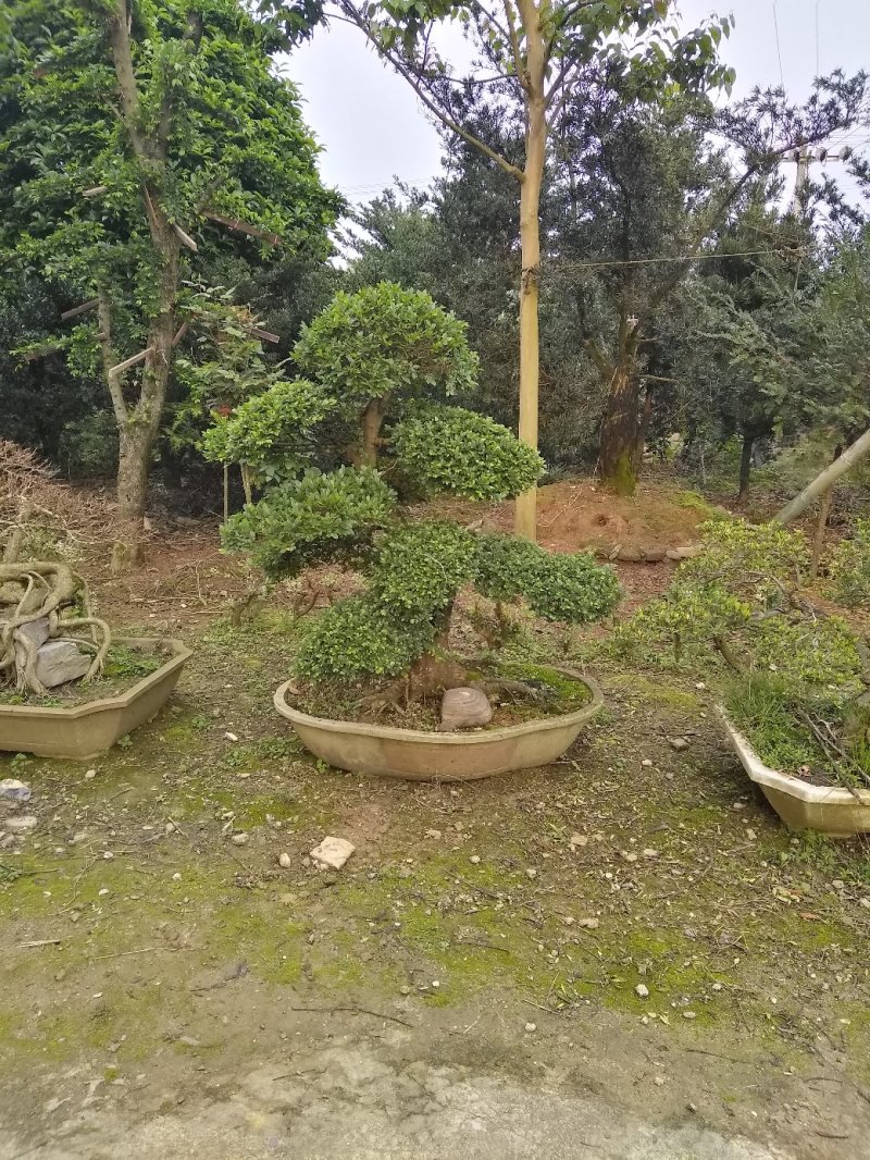 榆树盆景