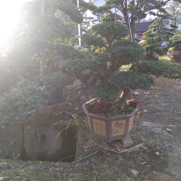 榆树盆景