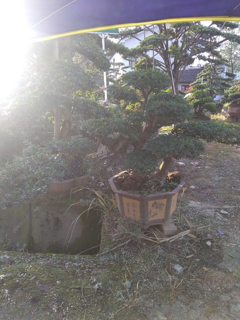 榆树盆景