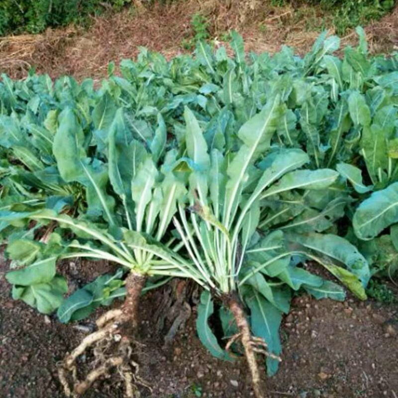 板蓝根种子药材种籽大蓝根中草药大青叶山蓝菘药材大全