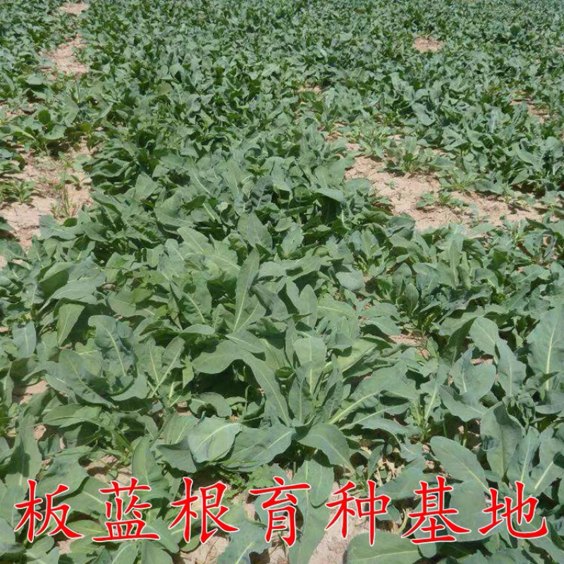 板蓝根种子药材种籽大蓝根中草药大青叶山蓝菘药材大全