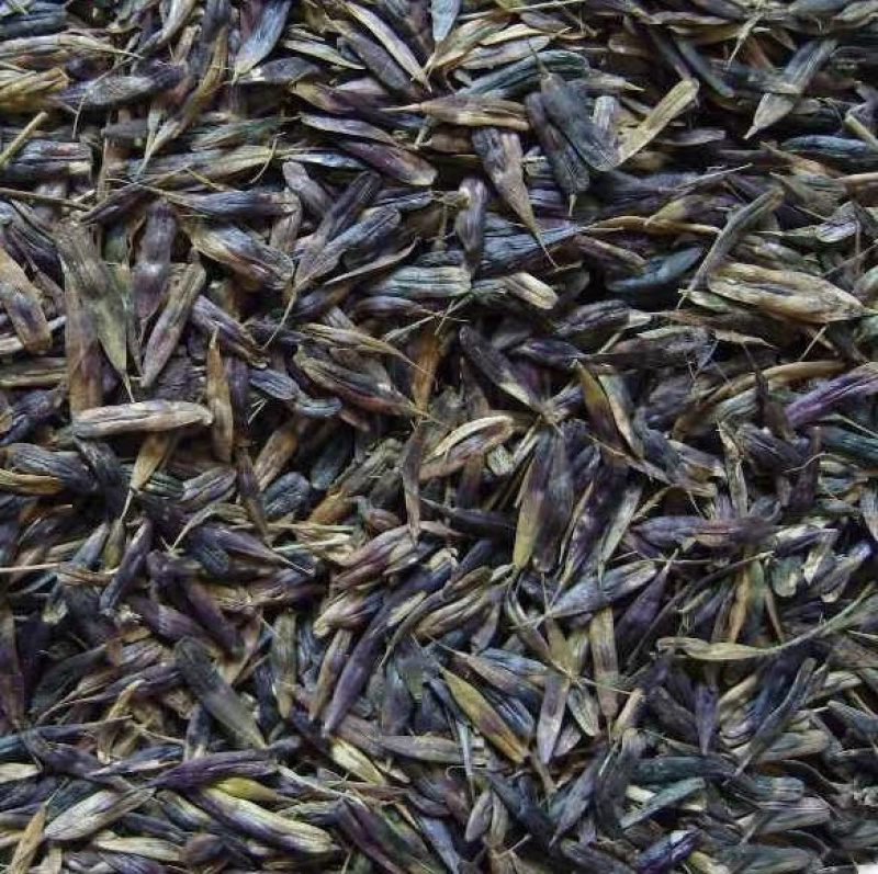 板蓝根种子药材种籽大蓝根中草药大青叶山蓝菘药材大全