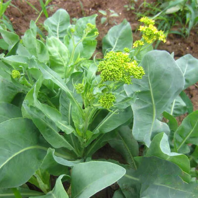 板蓝根种子药材种籽大蓝根中草药大青叶山蓝菘药材大全
