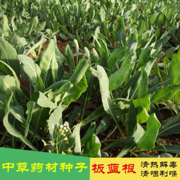 板蓝根种子药材种籽大蓝根中草药大青叶山蓝菘药材大全