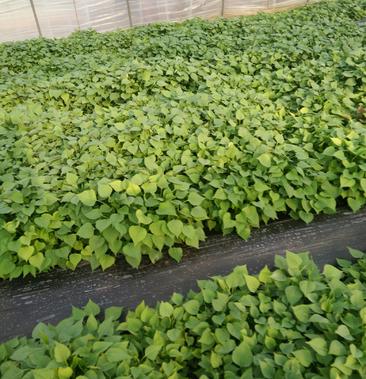 大量供应各种红薯苗高代脱毒的高产抗病免费提供种植管理技术