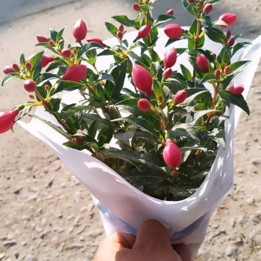 灯笼花