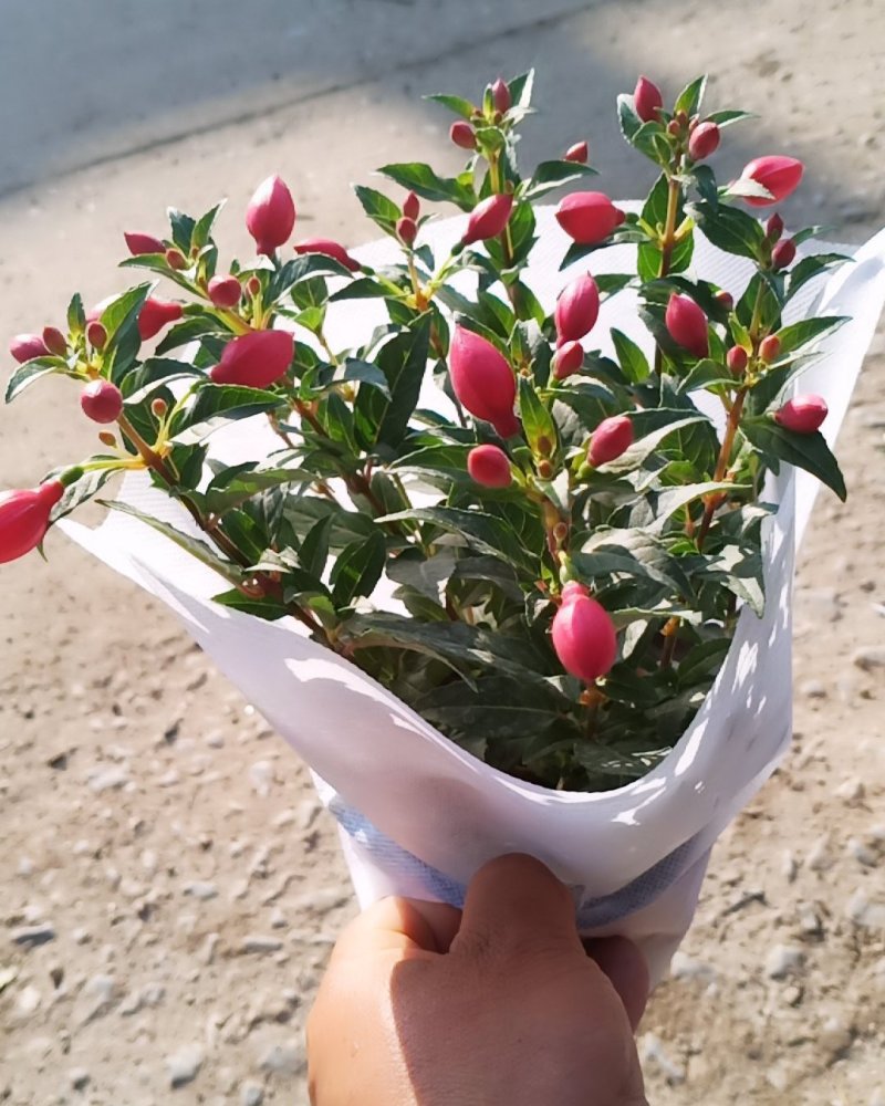 灯笼花