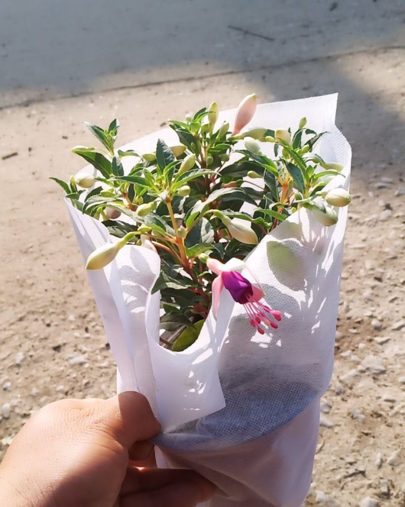 灯笼花