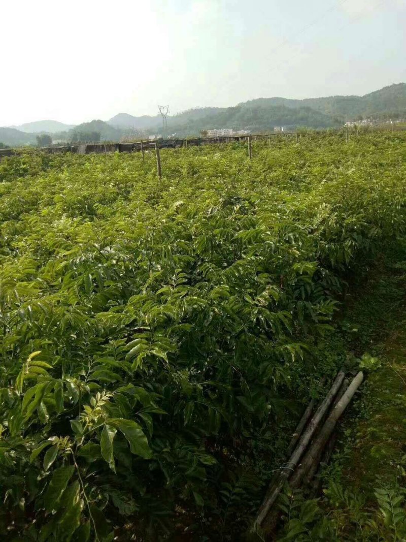 无核、鸡心黄皮小树苗