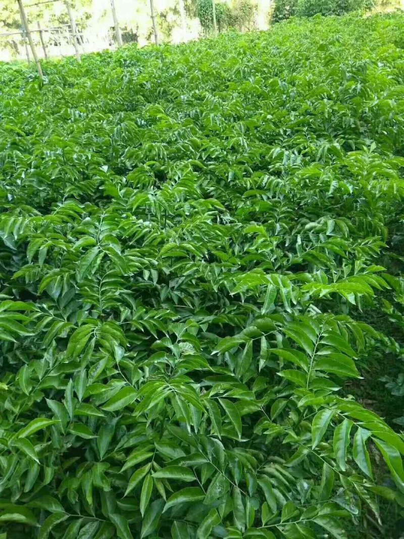无核、鸡心黄皮小树苗