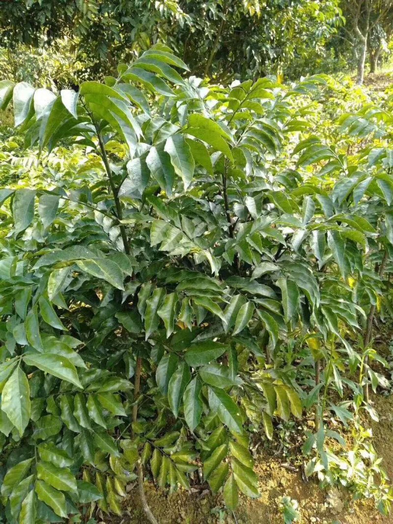 无核、鸡心黄皮小树苗