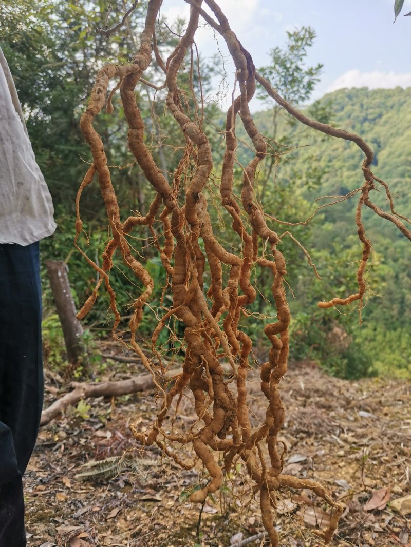 新鲜巴戟天